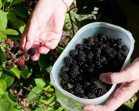 Wanted: Tasty Bakes to Make Use Of a Abundance of Homemade Jam